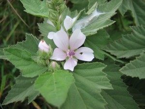 Althaea, a plant you won't find in Fluff.