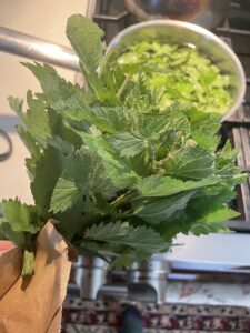 a handful of fresh nettles with a pot of to-be-boiled nettle tea in the background